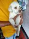 Labrador Retriever Puppies for sale in Kamarhati, Kolkata, West Bengal, India. price: 9000 INR