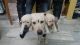 Labrador Retriever Puppies for sale in Morabadi, Ranchi, Jharkhand, India. price: 15000 INR
