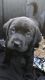 Labrador Retriever Puppies for sale in Queen Creek, AZ 85140, USA. price: $600