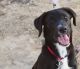 Labrador Retriever Puppies for sale in Elgin, TX 78621, USA. price: NA
