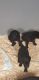 Labrador Retriever Puppies for sale in Hillsdale, MI, USA. price: NA