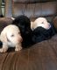Labrador Retriever Puppies for sale in Raeford, NC 28376, USA. price: NA