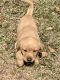 Labrador Retriever Puppies for sale in Vancleave, MS 39565, USA. price: $850
