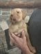 Labrador Retriever Puppies for sale in Valley, WA 99181, USA. price: NA