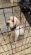 Labrador Retriever Puppies for sale in Perris, CA, USA. price: NA
