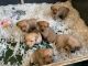 Labrador Retriever Puppies for sale in Columbus, OH, USA. price: NA