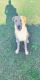 Labrador Retriever Puppies for sale in Augusta, GA, USA. price: $100