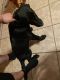 Labrador Retriever Puppies for sale in 2039 Septiembre Dr, El Paso, TX 79935, USA. price: NA
