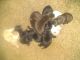 Labrador Retriever Puppies for sale in Greensboro, NC, USA. price: $700