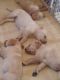 Labrador Retriever Puppies for sale in Portsmouth, RI 02871, USA. price: $800