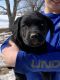 Labrador Retriever Puppies for sale in Cokato, MN 55321, USA. price: $350