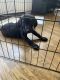 Labrador Retriever Puppies for sale in Bayside, Queens, NY, USA. price: NA