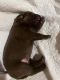 Labrador Retriever Puppies for sale in Garland, TX, USA. price: $1,000