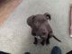Labrador Retriever Puppies for sale in Eagan, MN, USA. price: $400