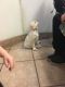 Labrador Retriever Puppies for sale in Green Valley, AZ 85614, USA. price: $3,900