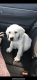 Labrador Retriever Puppies for sale in Peoria, AZ 85345, USA. price: $2,000
