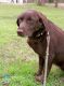 Labrador Retriever Puppies for sale in Lovelady, TX 75851, USA. price: $750