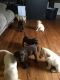 Labrador Retriever Puppies for sale in Red House, VA 23963, USA. price: NA