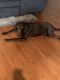 Labrador Retriever Puppies for sale in Fayetteville, GA, USA. price: $400