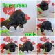 Labrador Retriever Puppies for sale in Page, AZ 86040, USA. price: NA