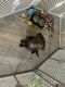 Labrador Retriever Puppies for sale in Stanton, MI 48888, USA. price: NA