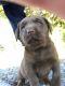 Labrador Retriever Puppies for sale in Gresham, OR 97030, USA. price: $2,000