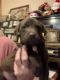 Labrador Retriever Puppies for sale in Grayson, KY 41143, USA. price: $500