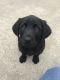 Labrador Retriever Puppies for sale in Wickliffe, KY 42087, USA. price: $200