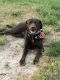 Labrador Retriever Puppies for sale in Hayesville, NC 28904, USA. price: NA