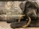 Labrador Retriever Puppies for sale in Racine, WI, USA. price: NA