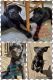 Labrador Retriever Puppies for sale in Windsor Locks, CT, USA. price: $1,000