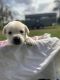 Labrador Retriever Puppies for sale in St Cloud, FL, USA. price: $1,800