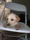 Labrador Retriever Puppies for sale in Melbourne, FL, USA. price: $300