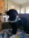Labrador Retriever Puppies for sale in El Dorado Hills, CA 95762, USA. price: $1,200
