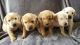 Labrador Retriever Puppies for sale in Veedersburg, IN 47987, USA. price: $800