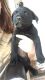 Labrador Retriever Puppies for sale in Mt Judea, AR 72655, USA. price: $50