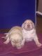 Labrador Retriever Puppies for sale in Temple, TX, USA. price: NA