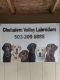 Labrador Retriever Puppies for sale in Newberg, OR 97132, USA. price: $1,350