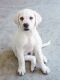 Labrador Retriever Puppies for sale in Rowlett, TX 75089, USA. price: $500