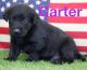 Labrador Retriever Puppies for sale in 312 Sheryl Lyn Ct, Suffolk, VA 23435, USA. price: NA