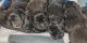 Labrador Retriever Puppies for sale in Douglas, GA, USA. price: NA