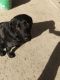 Labrador Retriever Puppies for sale in Oceanside, CA, USA. price: NA
