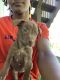 Labrador Retriever Puppies for sale in Norcross, GA, USA. price: NA
