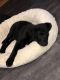 Labrador Retriever Puppies for sale in Tobyhanna, PA 18466, USA. price: NA
