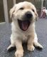 Labrador Retriever Puppies for sale in Visalia, CA, USA. price: NA