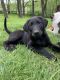 Labrador Retriever Puppies for sale in Kansas City, MO, USA. price: $600