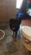 Labrador Retriever Puppies for sale in 18 Hilton Blvd, Buffalo, NY 14226, USA. price: $500