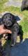 Labrador Retriever Puppies for sale in Greensboro, NC, USA. price: $200