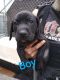 Labrador Retriever Puppies for sale in Marshall, NC 28753, USA. price: NA