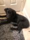 Labrador Retriever Puppies for sale in Farmington Hills, MI, USA. price: NA